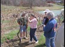 Grapevine pruning at MountainRose Vineyards