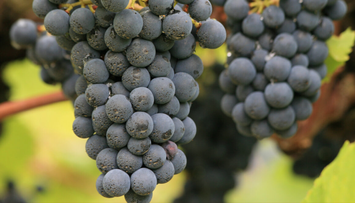 grape pods on vines