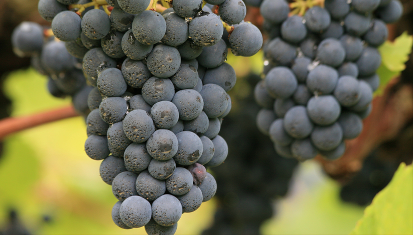 grape pods on vines