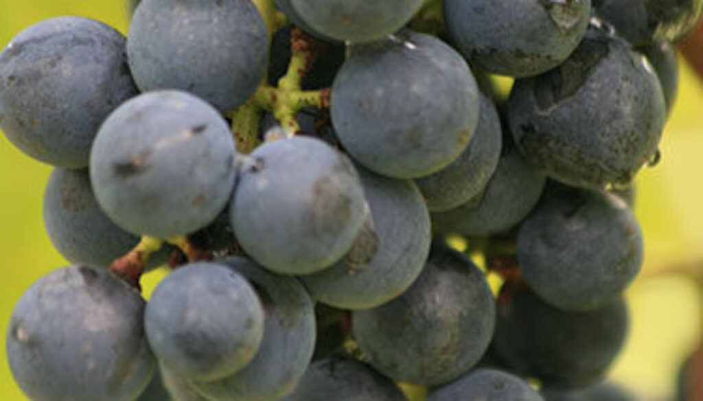 concord grape pod on the vine