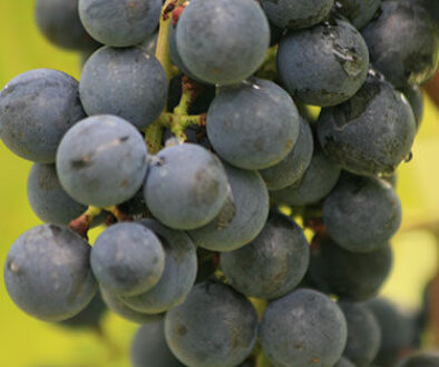 concord grape pod on the vine