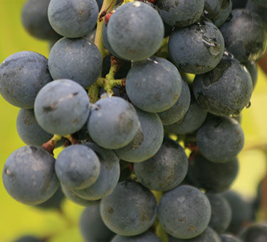 concord grape pod on the vine
