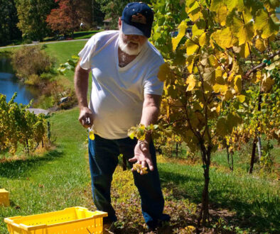 harvest day at mountainrose vineyard