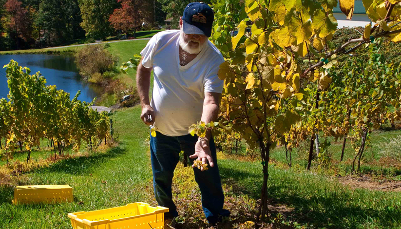 harvest day at mountainrose vineyard