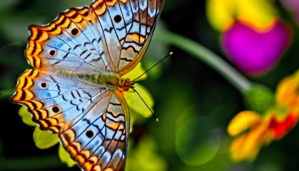 a butterfly pollinating plants