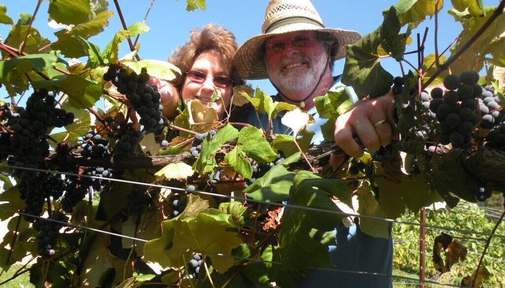 Family picking grapes