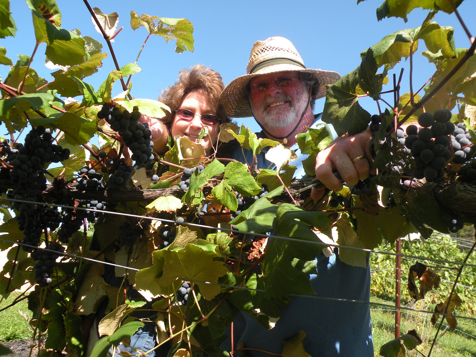 Family picking grapes