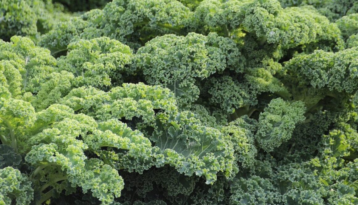 fresh kale in a garden