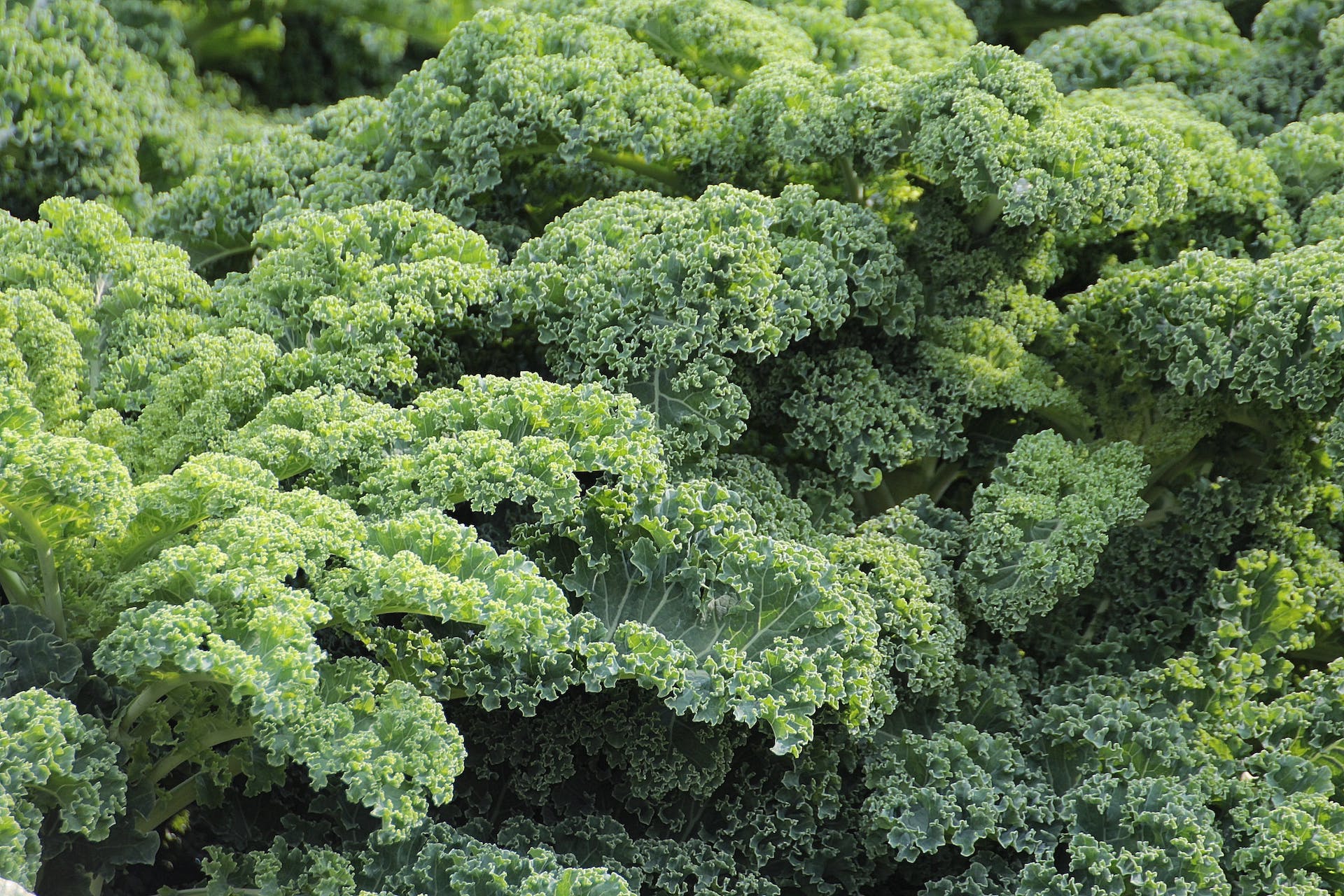 fresh kale in a garden