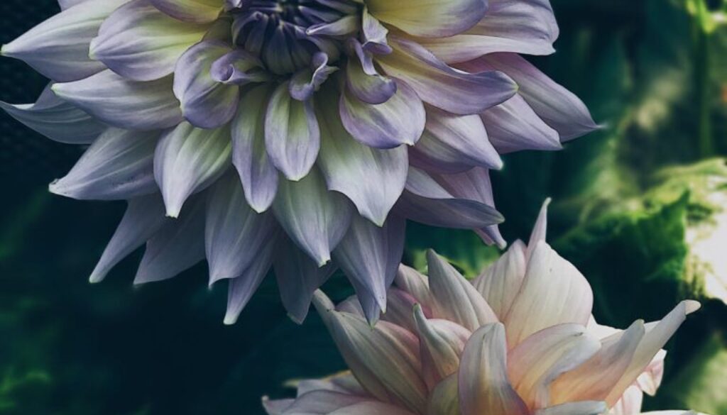 dahlias