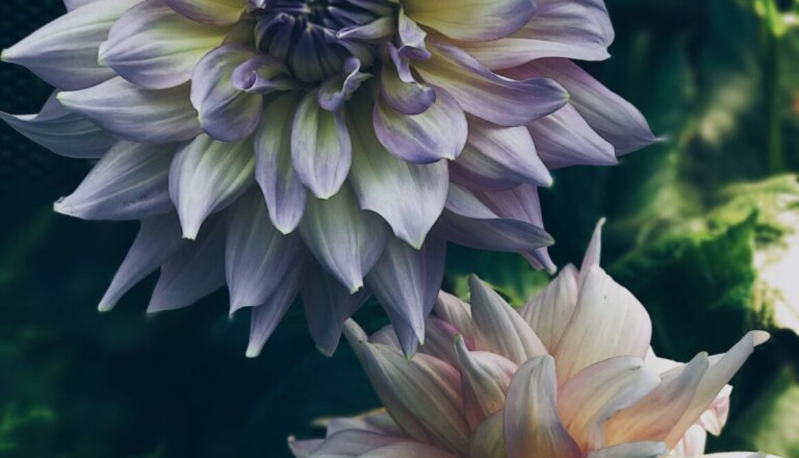 dahlias