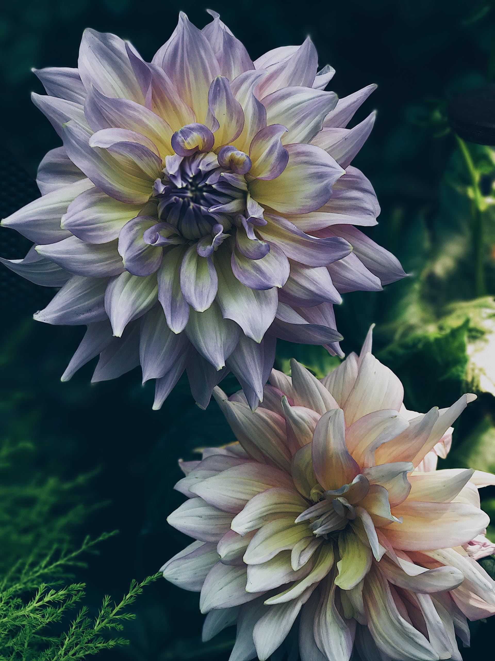 dahlias