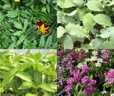 collage of edible plants