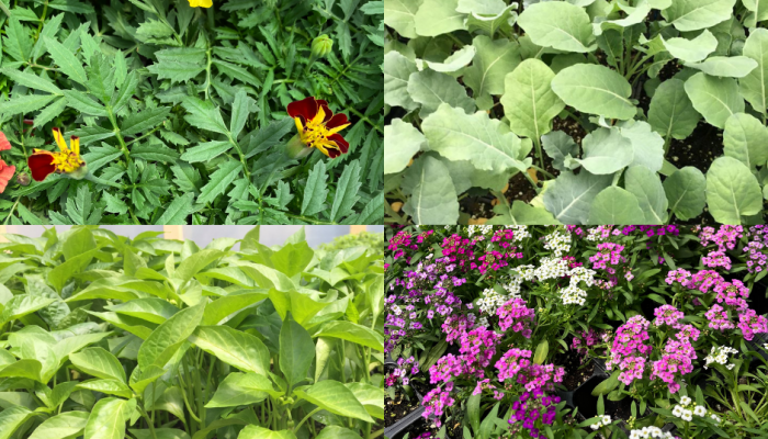 collage of edible plants