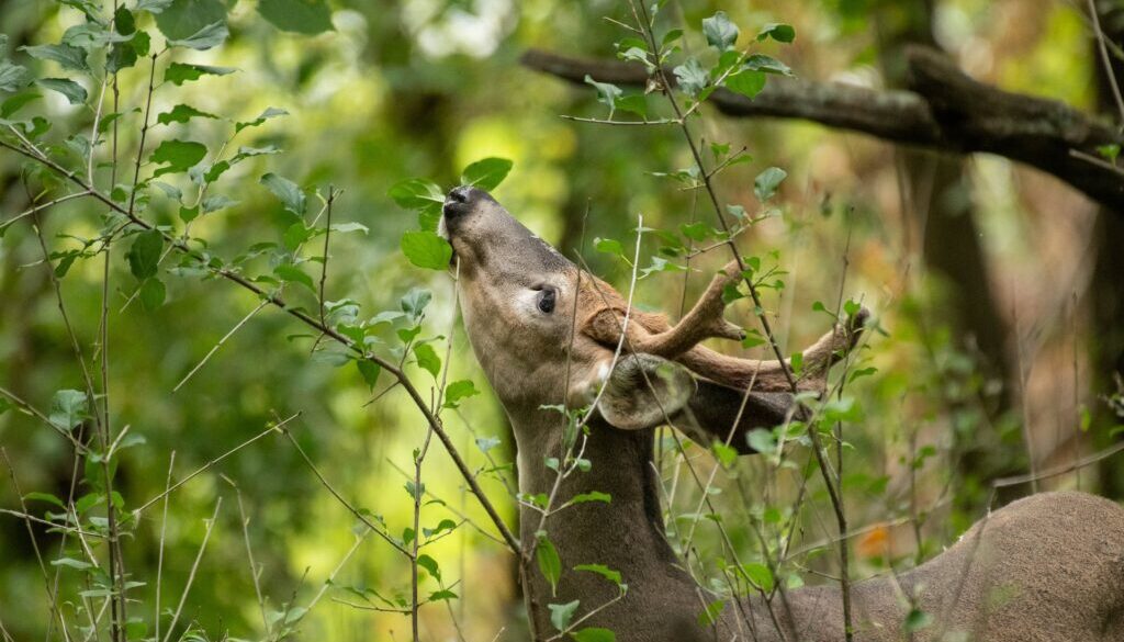 deer eating tree