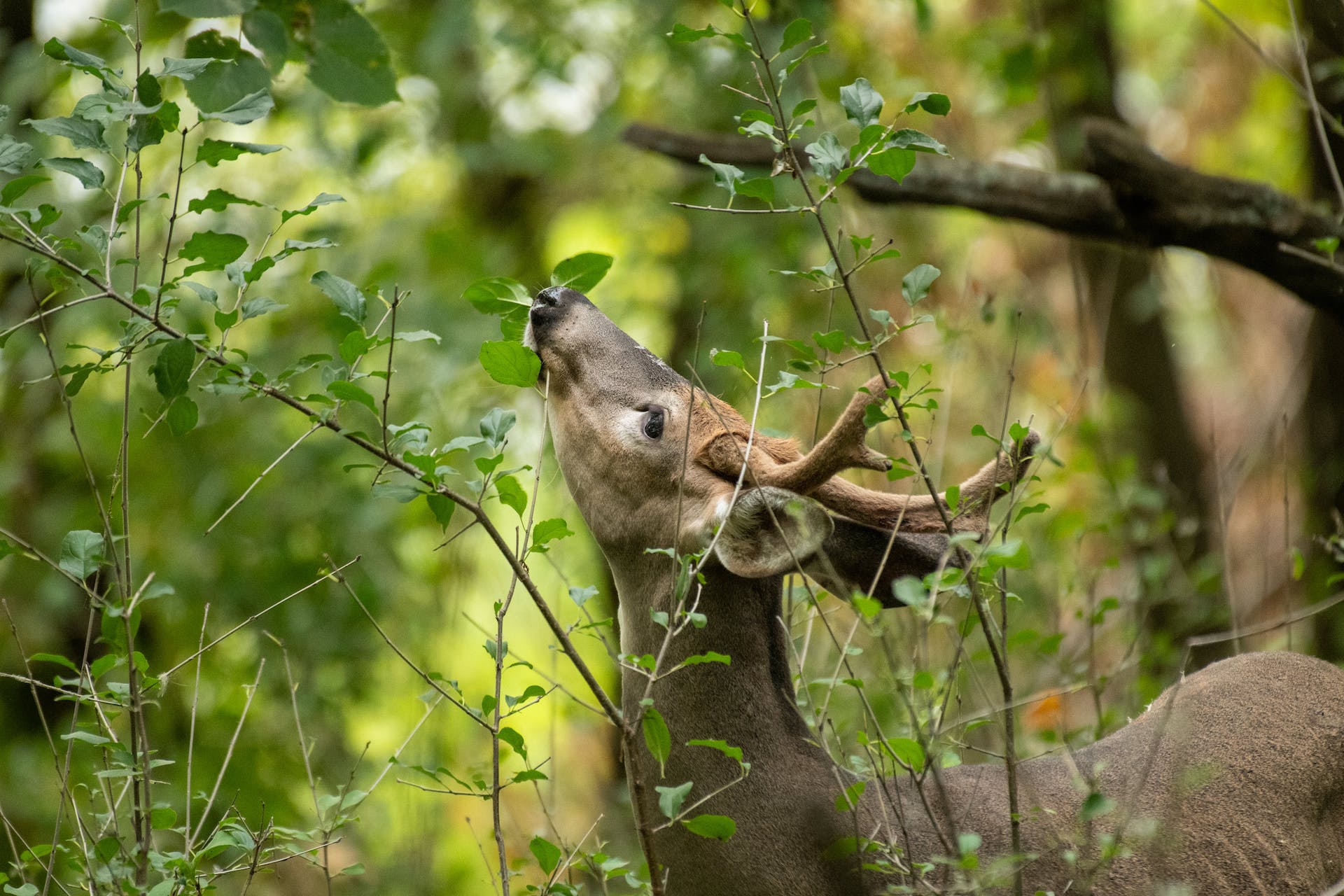 deer eating tree