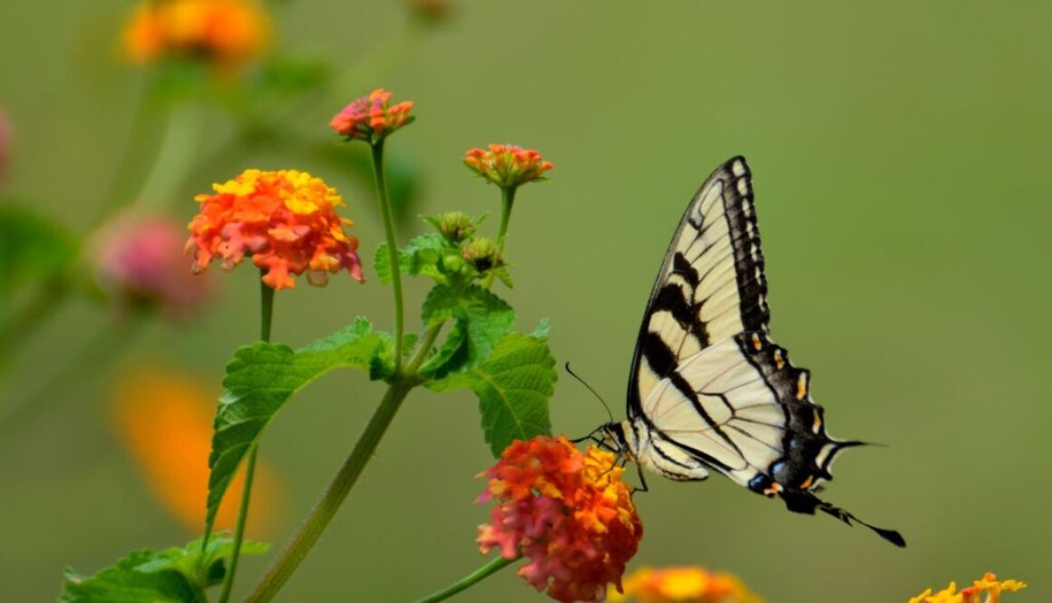 monarch butterfly on flower