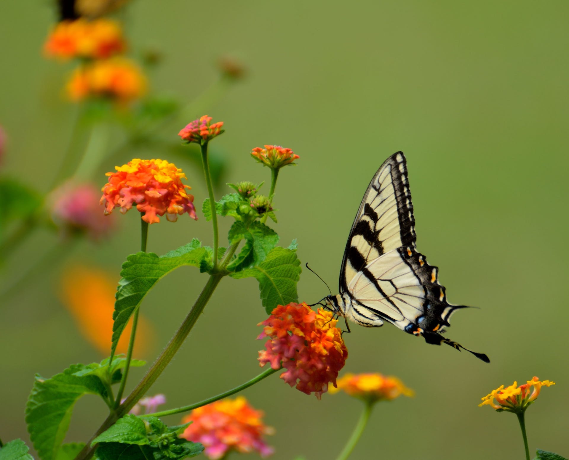 monarch butterfly on flower