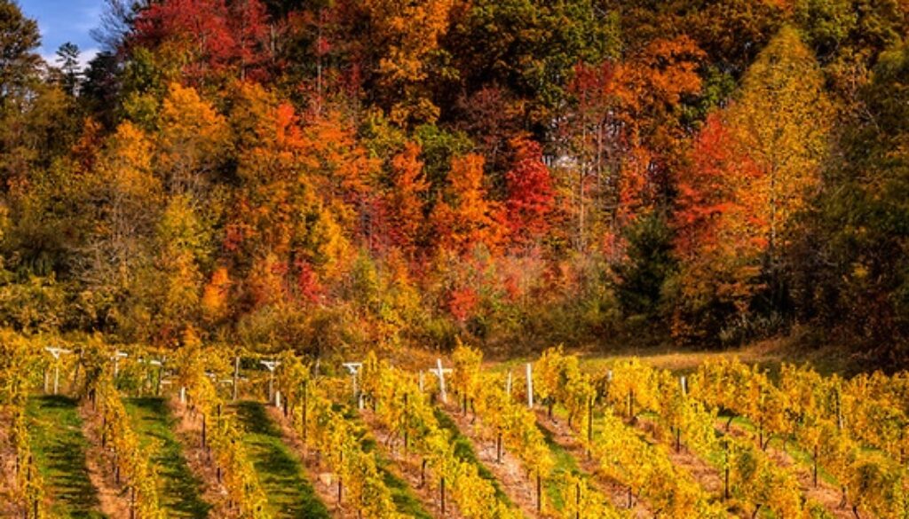 Autumn vineyard