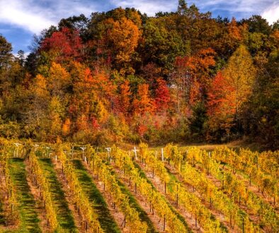 Autumn vineyard