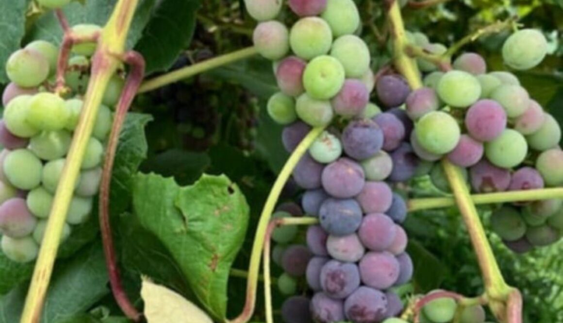 Verasion2560