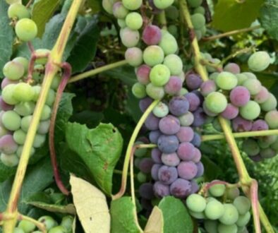 Verasion2560