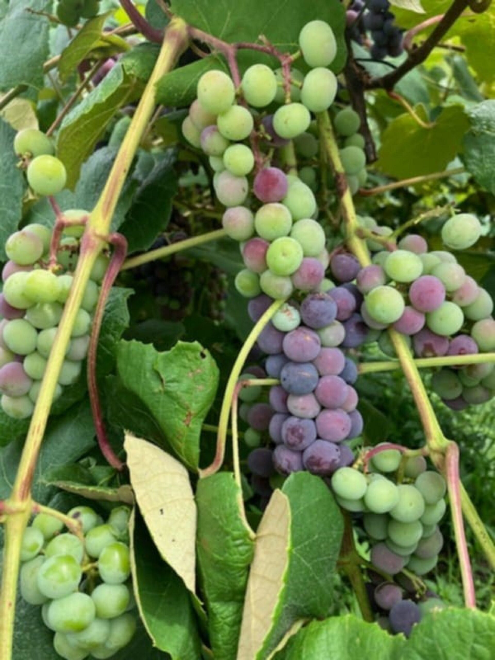 Verasion2560